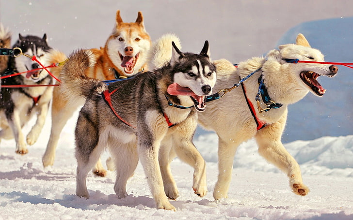 各種アラスカマラミュート、犬、シベリアンハスキー、動物、雪、そり、 HDデスクトップの壁紙