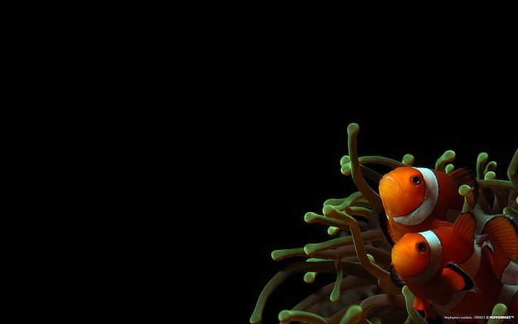 Anemones, Clownfish, sea, HD wallpaper