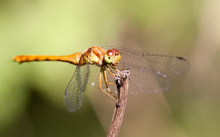 orange and yellow dragonfly, insect, wings, mustaches, grass, HD wallpaper