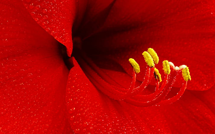 Amaryllis Flower ดอกไม้อะมาริลลิส, วอลล์เปเปอร์ HD