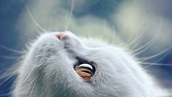 gatta, baffi, da vicino, viso, gattino, gattino, bello, pelliccia, Sfondo HD HD wallpaper