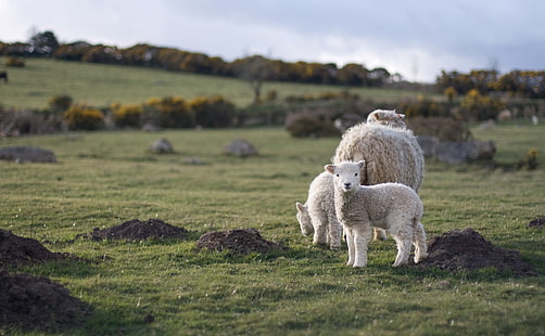 Lamb, Animals, Others, Nature, Landscape, Spring, Baby, Sheep, Outdoor, Cute, lamb, HD wallpaper HD wallpaper