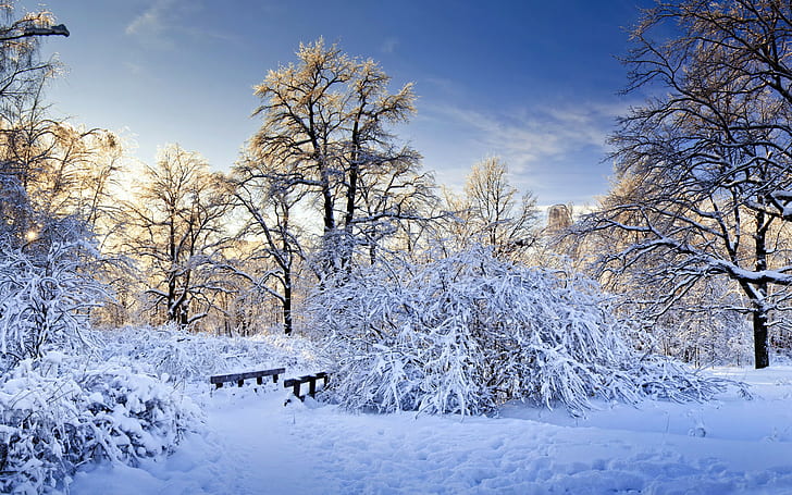 Pohon hutan musim dingin, salju putih, salju, hutan, pohon, musim dingin, semak, jalan setapak, jembatan, Wallpaper HD