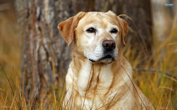 The Watchful Labrador, yellow labrador retriever, loving, labrador retriever, sweet, loyal, animal, animals, HD wallpaper