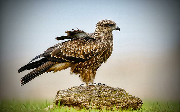 Halcón en piedra, halcón marrón y negro, halcón, pájaros, piedra, animales, Fondo de pantalla HD