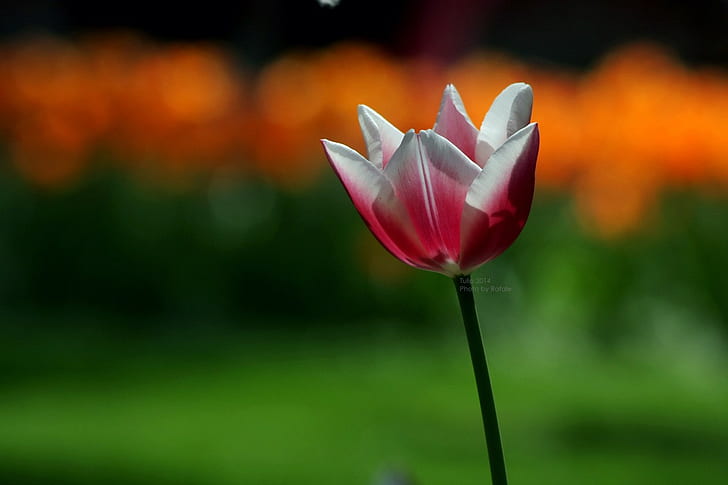 tulipani, fiori, natura, Sfondo HD