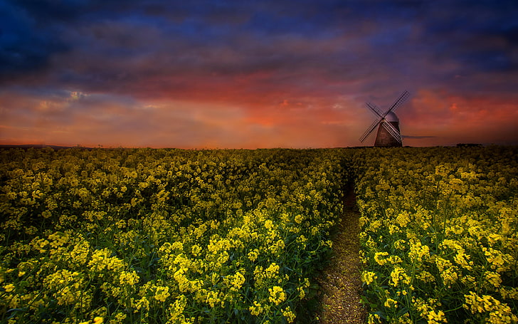 Sunset Landscapes Windmill Canola Oilpeed Rape Desktop Wallpapers for Computer 3840 × 2400, HD тапет
