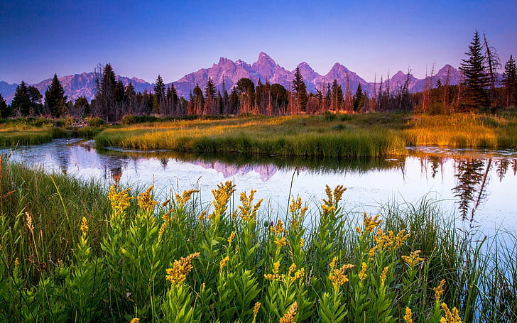 Parque Nacional Grand Teton Jenny Lake Lake Green Grass Pinos Árboles de pino Montañas Rocosas Paisaje Paisaje Fondo de escritorio Hd 2560 × 1600, Fondo de pantalla HD