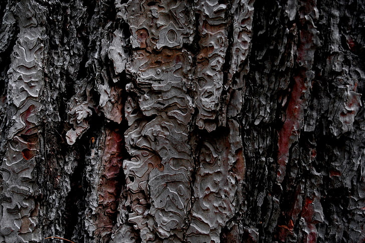 nature, trees, wooden surface, wood, pattern, bark, texture, HD wallpaper