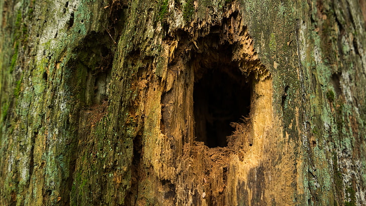 decoração de madeira marrom e preta, Oco, árvores mortas, profundidade de campo, Parque Nacional Białowieża, natureza, fotografia, madeira, closeup, 4K, HD papel de parede