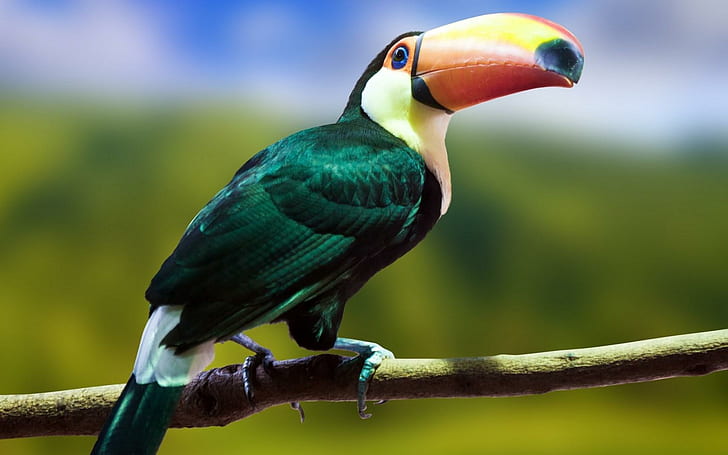 Toucan Bird Branch, toucan, bird, branch, HD wallpaper