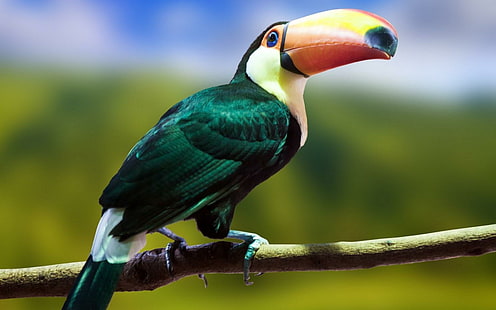 Toucan Bird Branch, toucan, bird, branch, HD wallpaper HD wallpaper