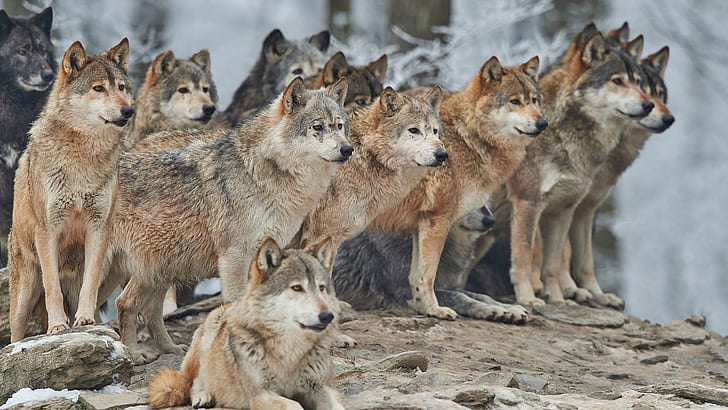 wildlife, wolf, pack of wolves, wolves, wilderness, pack, HD wallpaper