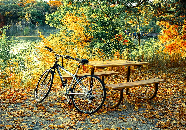 autumn, leaves, branches, nature, bike, great, comfort, pond, Park, table, mood, stay, shore, yellow, falling leaves, benches, on the shore, Golden autumn, yellow foliage, HD wallpaper