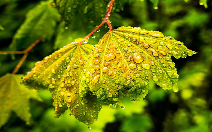 Spring Rain Green Leaf With Drops Water Desktop Backgrounds Free Download For Windows 3840×2400, HD wallpaper