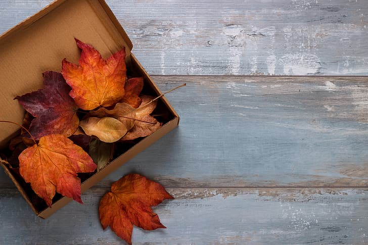 Herbst, Blätter, Hintergrund, Brett, bunt, Ahorn, Holz, HD-Hintergrundbild