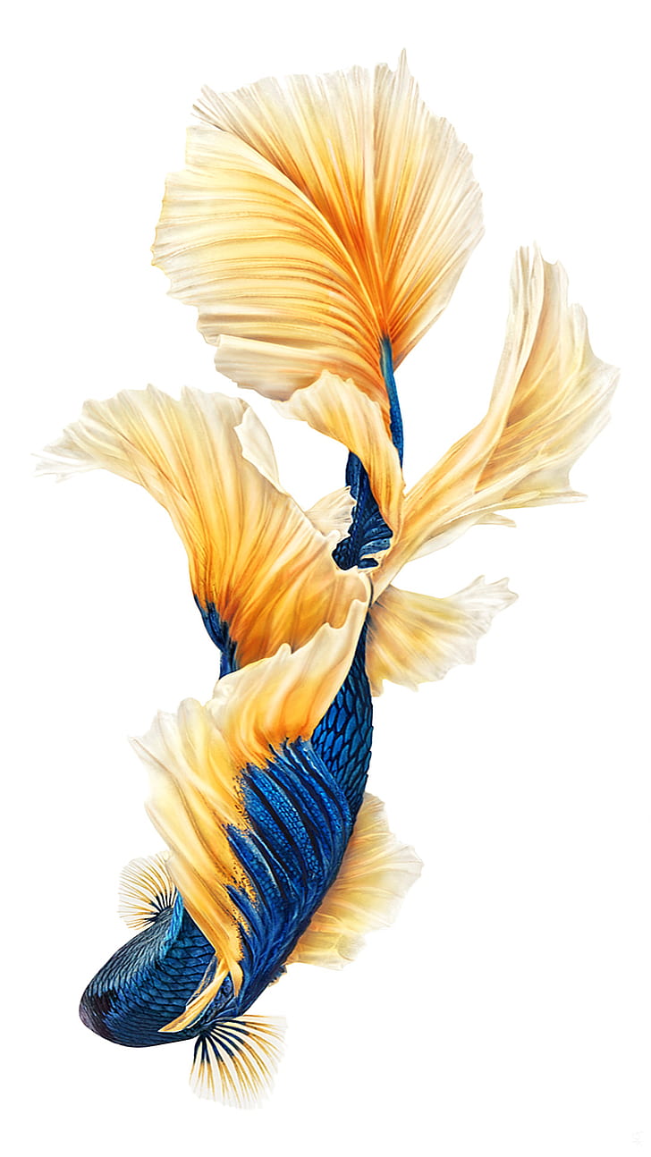 魚 カラフルなデジタルアート シャムの戦いの魚 グラフィックス Hdデスクトップの壁紙 Wallpaperbetter