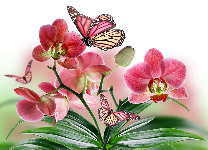 orchidea rosa e diverse farfalle, fiori, natura, collage, farfalla, pianta, ali, petali, orchidea, Sfondo HD