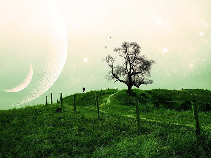 withered tree on grass field digital wallpaper, Earth, A Dreamy World, HD wallpaper