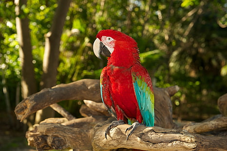 burung beo, burung, macaw, Wallpaper HD HD wallpaper