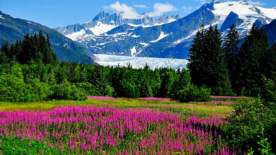 Alaska, mountains, glaciers, cliffs, flowers, nature, landscape, pink loosestrife field, alaska, mountains, glaciers, cliffs, flowers, nature, landscape, HD wallpaper HD wallpaper