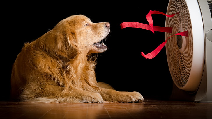 สุนัขสายพันธุ์สุนัขคูลลิ่งพัดลมโกลเด้นรีทรีฟเวอร์รีทรีฟเวอร์, วอลล์เปเปอร์ HD