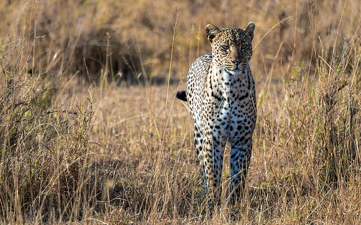 Prédateur, léopard, savane africaine, gros chat, Prédateur, léopard, africain, savane, gros, chat, Fond d'écran HD