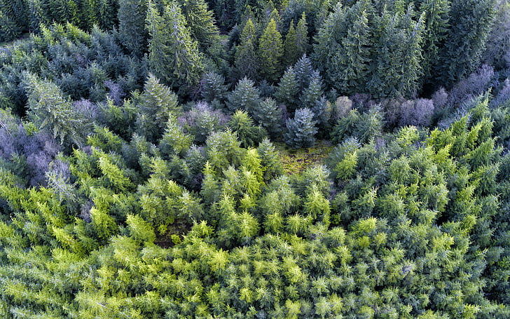 aerial photo of forest, Woods, aerial photo, forest, Scotland, Loch Lomond, Trossachs, National Park, Landscape, nature, tree, outdoors, woodland, coniferous Tree, green Color, fir Tree, HD wallpaper