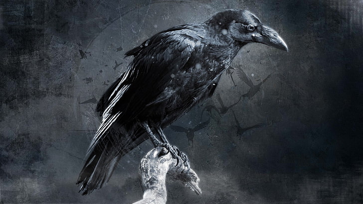 crow, digital art, HD wallpaper