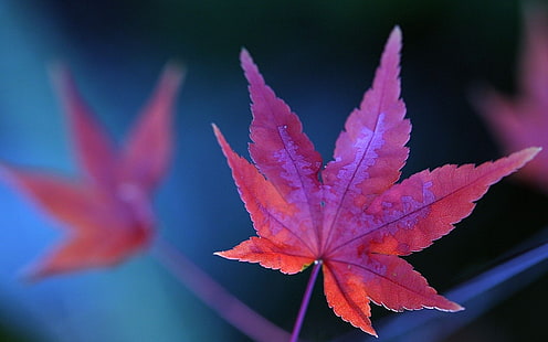 кленов лист, фотография със селективен фокус на розов кленов лист, макро, природа, листа, HD тапет HD wallpaper