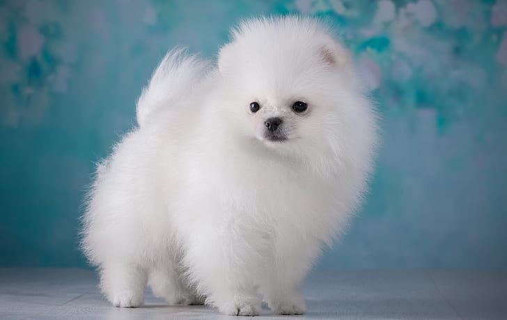 white, fluffy, puppy, Spitz, HD wallpaper