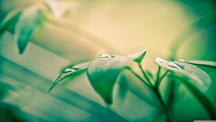 grüne Pflanze, Natur, Blätter, Wassertropfen, Makro, Pflanzen, HD-Hintergrundbild