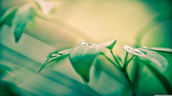 зелено растение, природа, листа, капки вода, макро, растения, HD тапет HD wallpaper