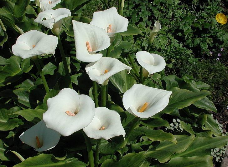 flores de anturio blanco, calas, flores, blanco, macizo de flores, Fondo de pantalla HD