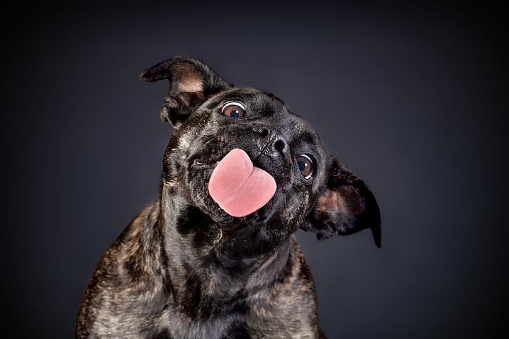 język, twarz, tło, pies, Staffordshire Bull Terrier, Tapety HD