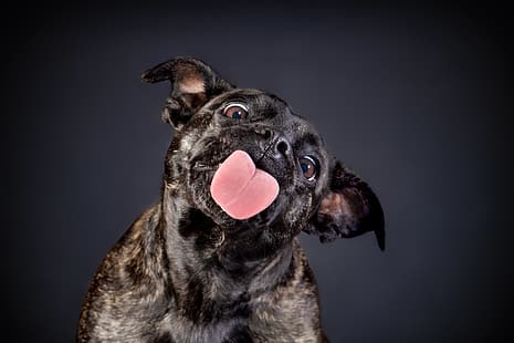 langue, visage, arrière-plan, chien, Staffordshire bull Terrier, Fond d'écran HD HD wallpaper
