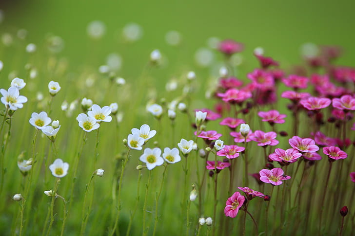 Colorful flowers field, field, flowers, white, pink, blur, HD wallpaper