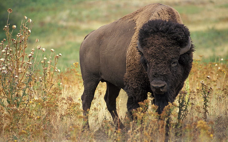 American bison, buffalo, bison, HD wallpaper