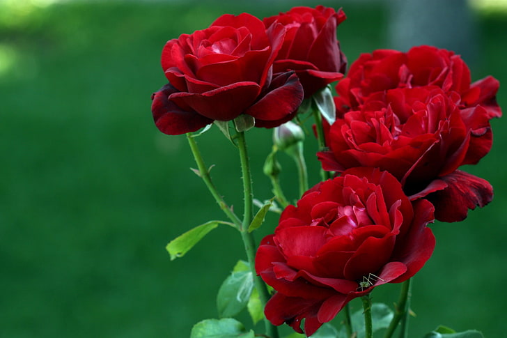 rote und gelbe Blütenblätter, Rose, Blumen, Natur, HD-Hintergrundbild