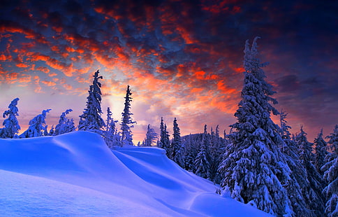 الشتاء ، 4K ، غروب الشمس ، أشجار الصنوبر ، الثلوج المغطاة، خلفية HD HD wallpaper