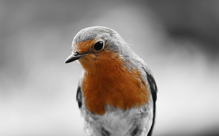 Robin Redbreast, European robin, Animals, Birds, Bird, black and white, close-up, robin, robin redbreast, HD wallpaper