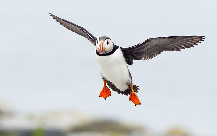 Cute Elf puffin bird photography wallpaper 05, white and white Atlantic puffin, HD wallpaper