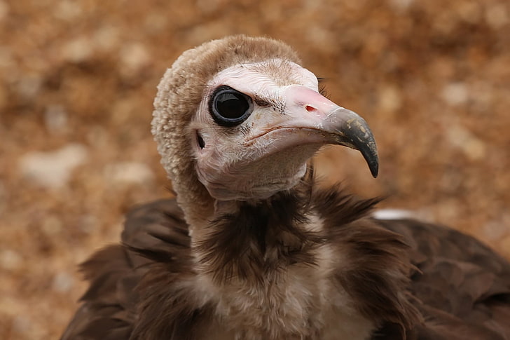 vulture chick, eagle, bird, beak, predatory, HD wallpaper