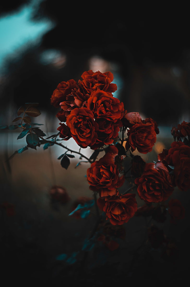 Bunga Mawar Merah Mawar Merah Semak Buram Merah Tua Wallpaper Hd Wallpaperbetter