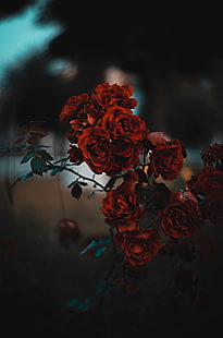 flor rosa roja, rosas, rojo, arbusto, desenfoque, escarlata, Fondo de pantalla HD HD wallpaper