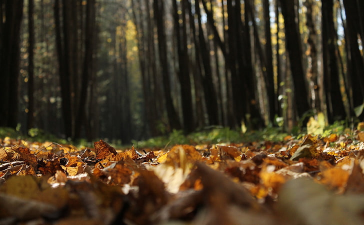 地上の葉、茶色の葉、季節、秋、地面、葉、 HDデスクトップの壁紙