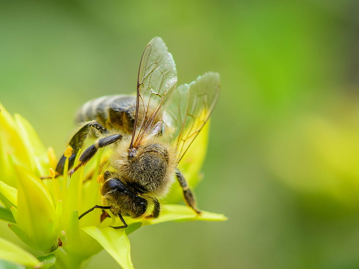 фотография медоносной пчелы на зеленом цветке в дневное время, медоносная пчела, зеленый, цветок, день, время, пчелы, насекомое, работа, занятый, fleissig, Bienen, Blume, желтый, нектар, животное, животные, макросъемка, макро, глубинаполя, природа, природа, живая природа, пчела, опыление, макро, макро, пыльца, мед, HD обои