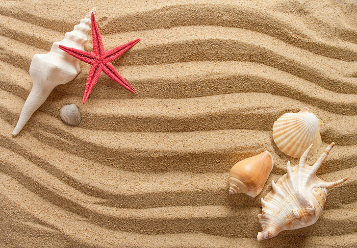 varias conchas marinas, arena, olas, verano, conchas, estrellas de mar, Fondo de pantalla HD