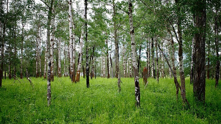 forest, grass, birch, HD wallpaper