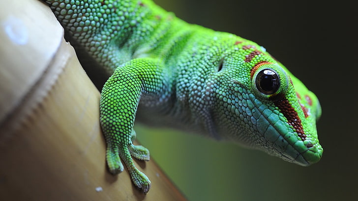 reptile, green, lizard, close up, macro photography, HD wallpaper